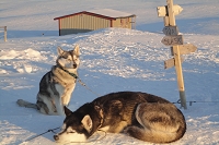 Huskies Erleben